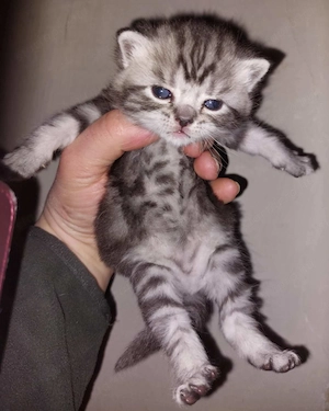 Brit rövid szőrű ,fekete-ezüst tabby kiscicák eladók. - kép 2