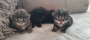  Main Coon cicák foglalhatóak - kép 2