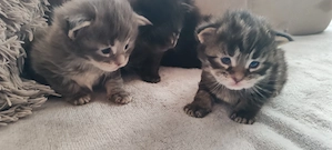  Main Coon cicák foglalhatóak - kép 4