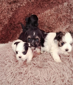 Yorkshire terrier , Yorki , Biewer yorki - kép 2