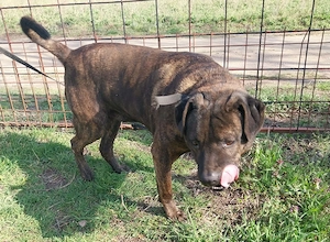 Az utcára hajították Oszit,mint a szemetet. Új gazdit keresünk neki