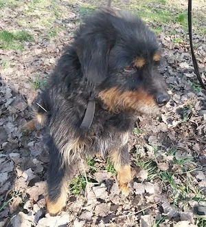 Gazdit keresünk a 9 évesen leadott Marcinak