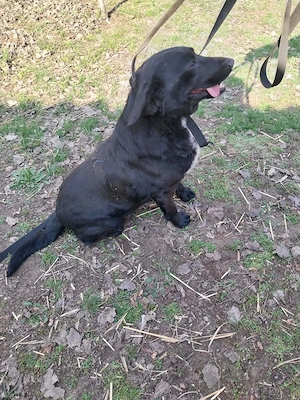 Tappancsot gyepmesteri telepről mentettük, most szerető gazdit keresünk neki