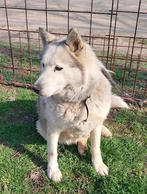 Gazdit keresünk Logannak a rosz körülmények közül mentett kukyának