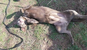 Szuzit kihoztuk a gyepmesteri telepről, most gazdit keresünk neki