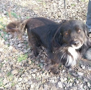 Norbit halálra ítélték, mi új gazdit keresünk neki