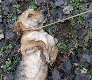 Gazdit keresünk a gyepmesteri telepről mentett Fülinek