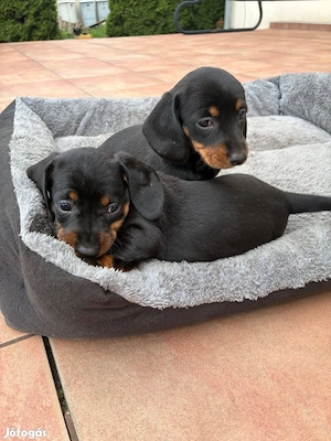 Tacskó kölykök  - kép 2