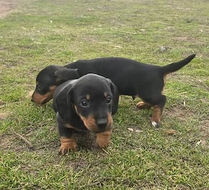 Tacskó kölykök  - kép 3