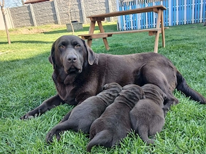 Eladó labrador kiskutyák  - kép 3