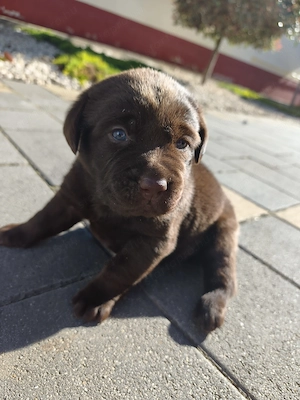 Eladó labrador kiskutyák  - kép 2