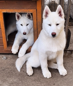 Törzskönyves Szibériai Husky Kiskutyák - kép 3