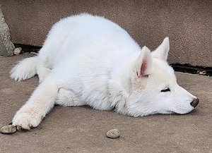 Törzskönyves Szibériai Husky Kiskutyák - kép 4