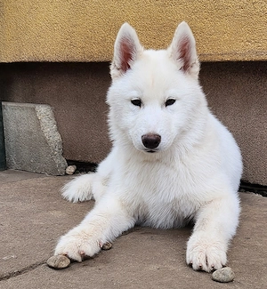 Törzskönyves Szibériai Husky Kiskutyák - kép 2