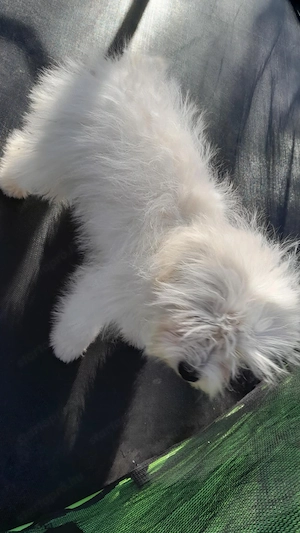 Maltipoo kislány költözne. - kép 2