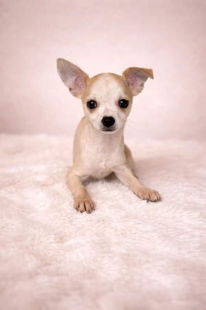 csivava kislányok - kép 2