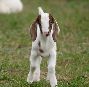 Núbiai kisbak eladó