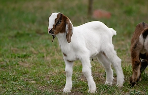 Núbiai kisbak eladó - kép 2