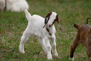 Núbiai kisbak eladó - kép 4
