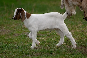 Núbiai kisbak eladó - kép 3