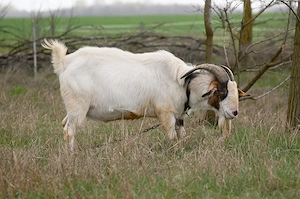 Búr-núbiai kevert bak eladó - kép 2