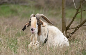 Búr-núbiai kevert bak eladó - kép 4