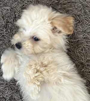 Maltipoo kiskutya - kép 2