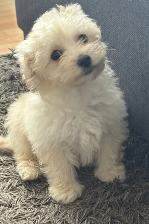 Maltipoo kiskutya - kép 3