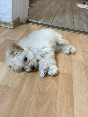 Maltipoo kiskutya - kép 4