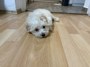 Maltipoo kiskutya