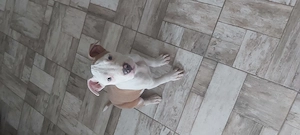 Gazdit kereső staffordshire terrier fiú kutyus!