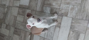 Gazdit kereső staffordshire terrier fiú kutyus! - kép 2