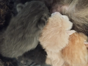 Skót lógófülű cicusok - kép 3