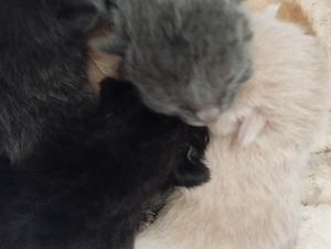 Skót lógófülű cicusok - kép 4