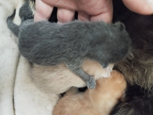 Skót lógófülű cicusok - kép 2