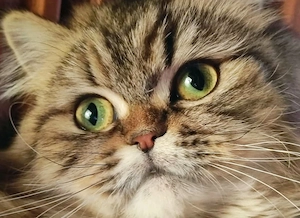 Perzsa macska gazdit keres  - kép 3