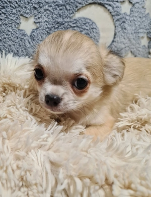 Törzskönyvezett csivava kölykök! Szultán-Sarki Haritage kennel.