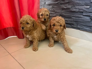 Toy uszkár kiskutyák - kép 2