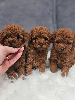 uszkár kölykök eladók - kép 2