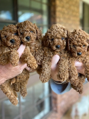 uszkár kölykök eladók - kép 3