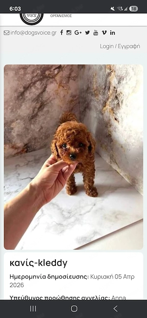 uszkár kölykök eladók - kép 5