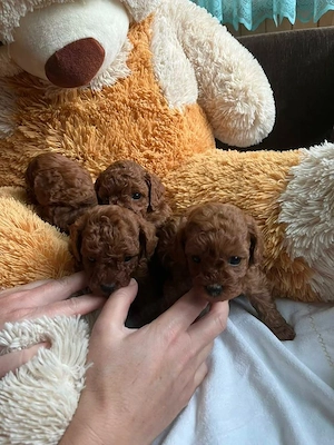 uszkár kölykök eladók - kép 4