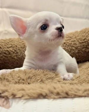 hím és nőstény csivava kölykök - kép 2