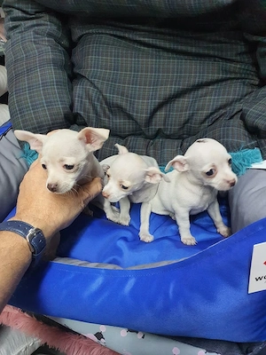 hím és nőstény csivava kölykök - kép 4