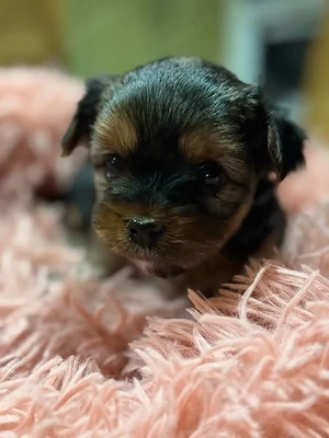 Yorkshire terrier mini kislányok és fiú szeretö családhoz költözne. - kép 2