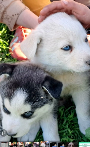 jászfényszaru.Ady e .85