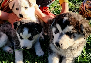 jászfényszaru.Ady e .85 - kép 3