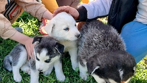 jászfényszaru.Ady e .85 - kép 2