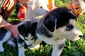 jászfényszaru.Ady e .85 - kép 4