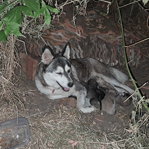 jászfényszaru.Ady e .85 - kép 6